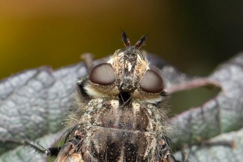 Panzeria puparum